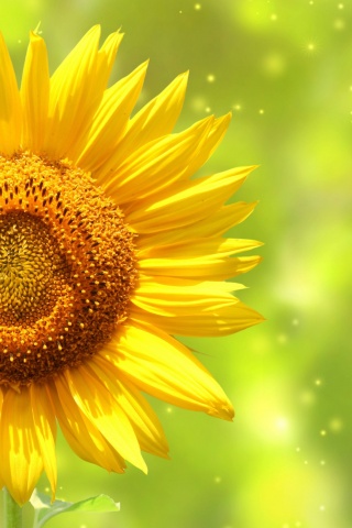 The Yellow Sunflower