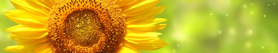 The Yellow Sunflower