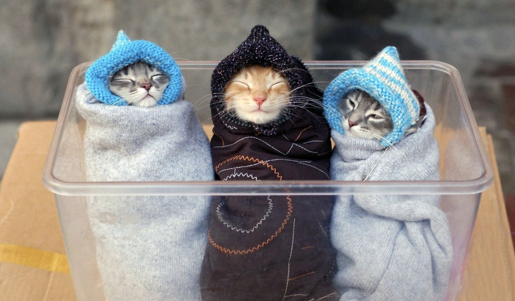 Three Kitten