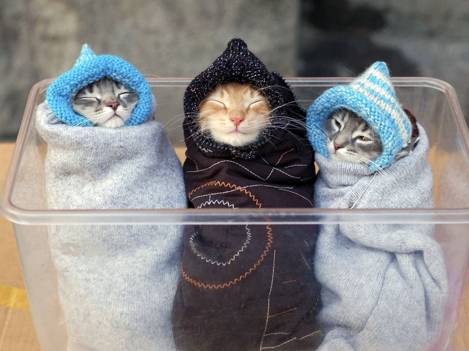 Three Kitten