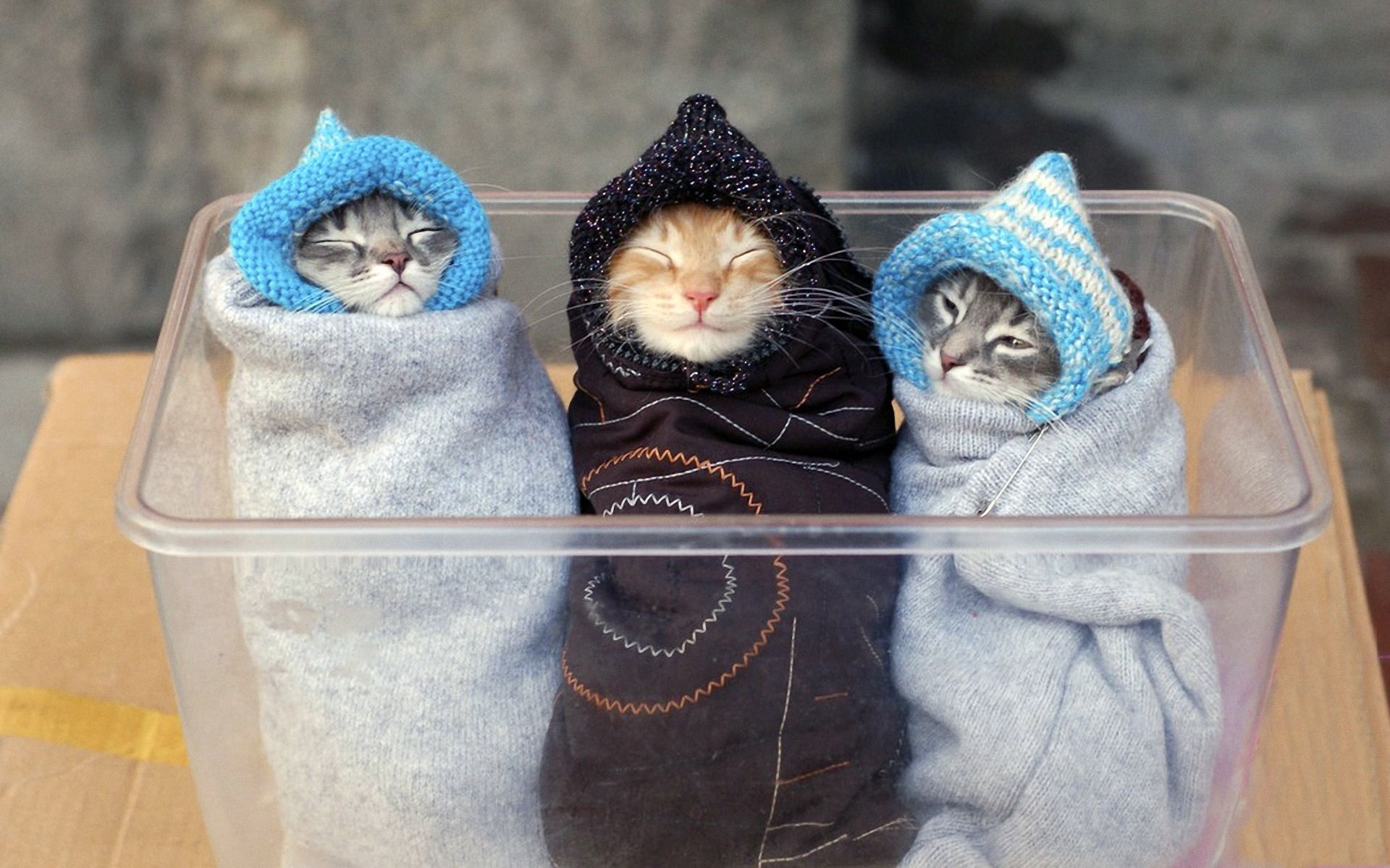 Three Kitten