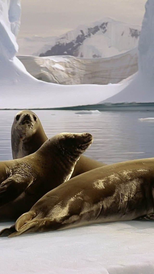 Three Seals