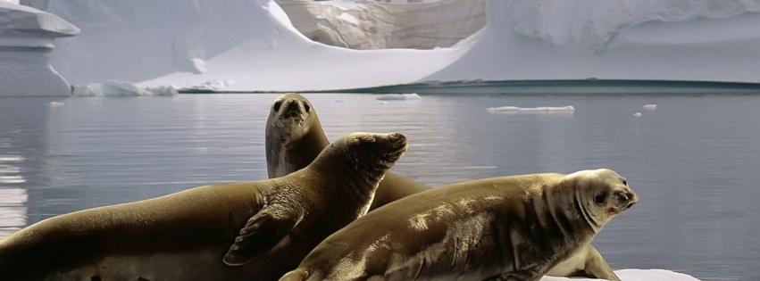 Three Seals