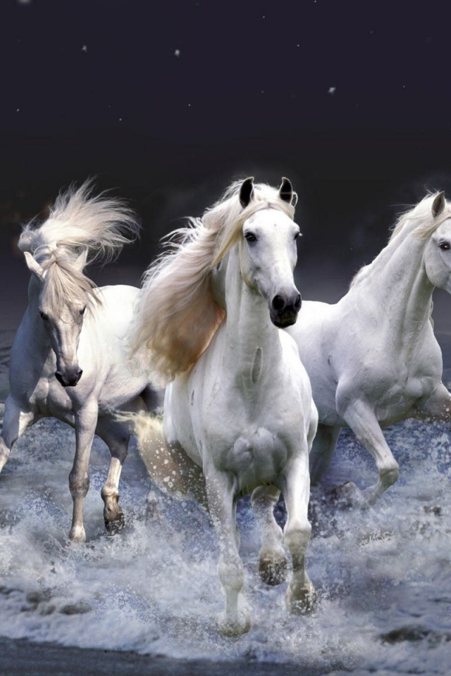 Three White Horses