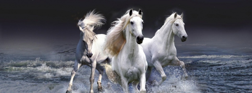 Three White Horses