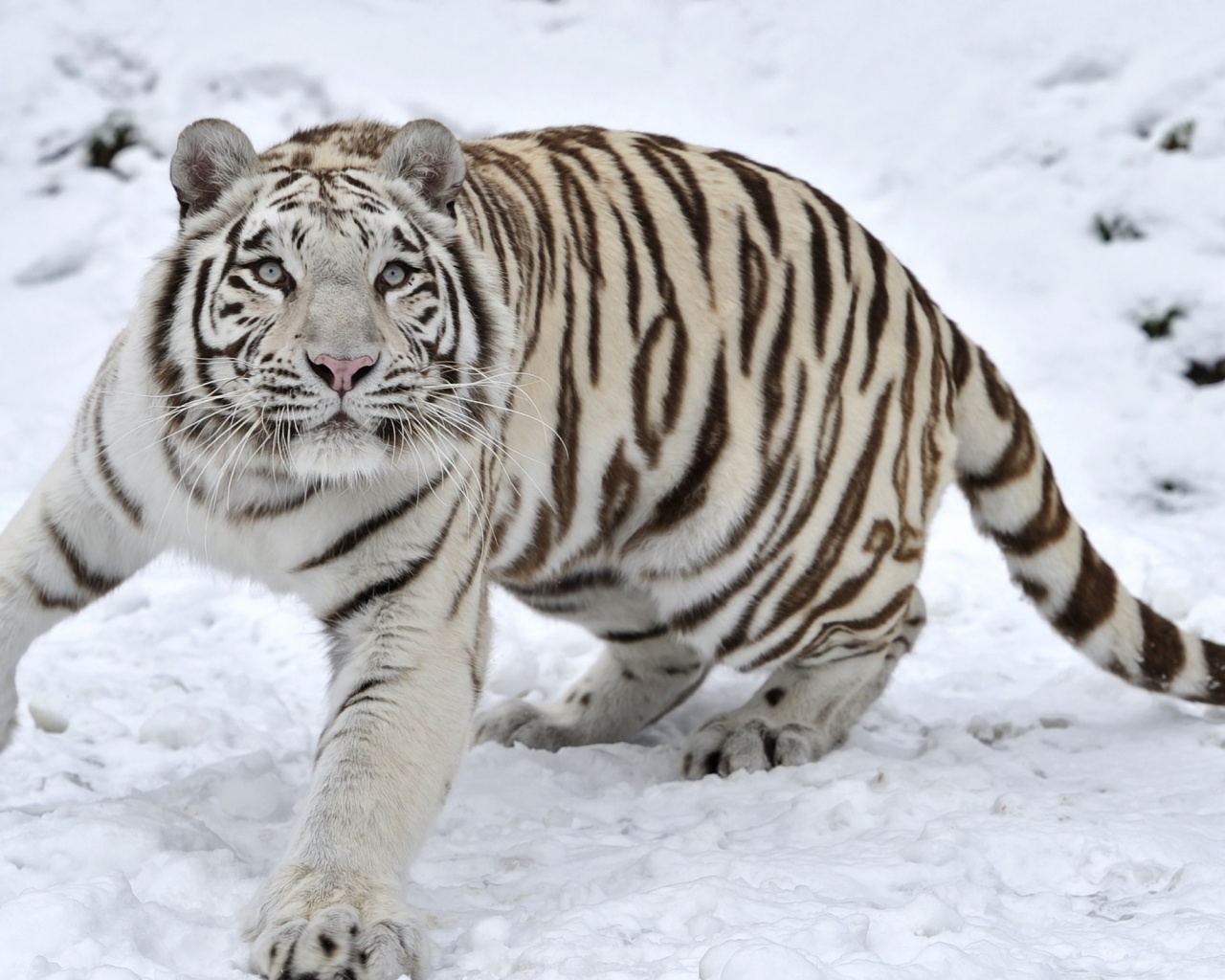 Tiger Albino Snow Winter