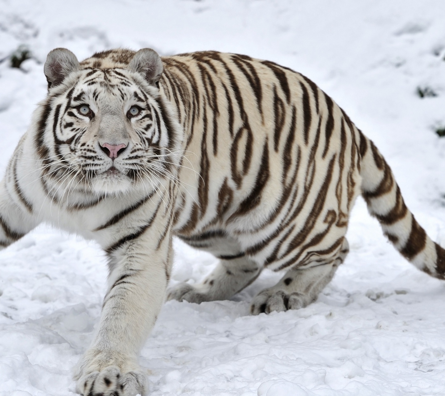 Tiger Albino Snow Winter