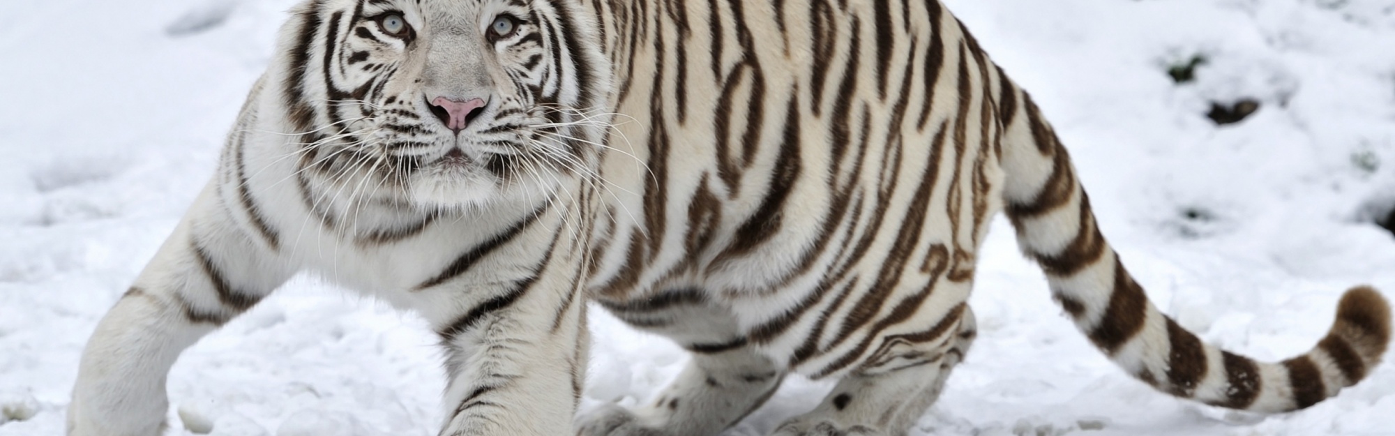 Tiger Albino Snow Winter