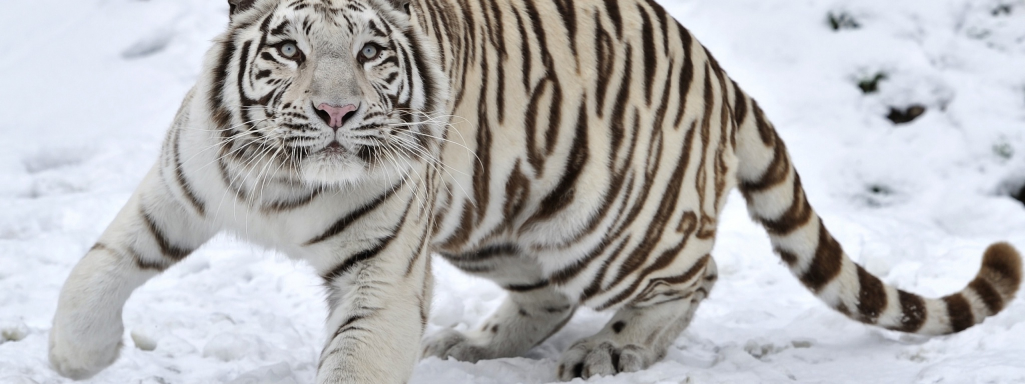 Tiger Albino Snow Winter