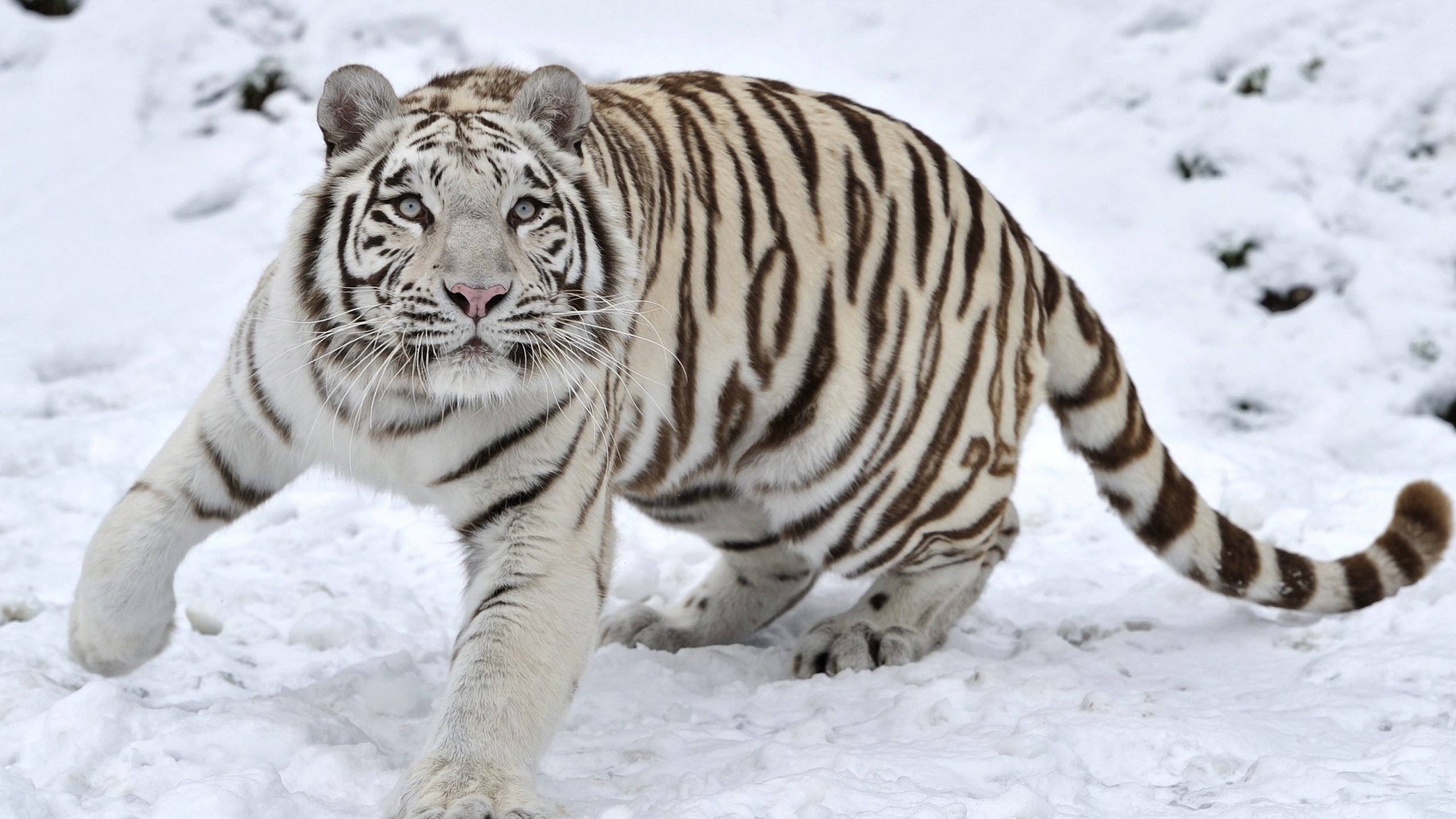 Tiger Albino Snow Winter