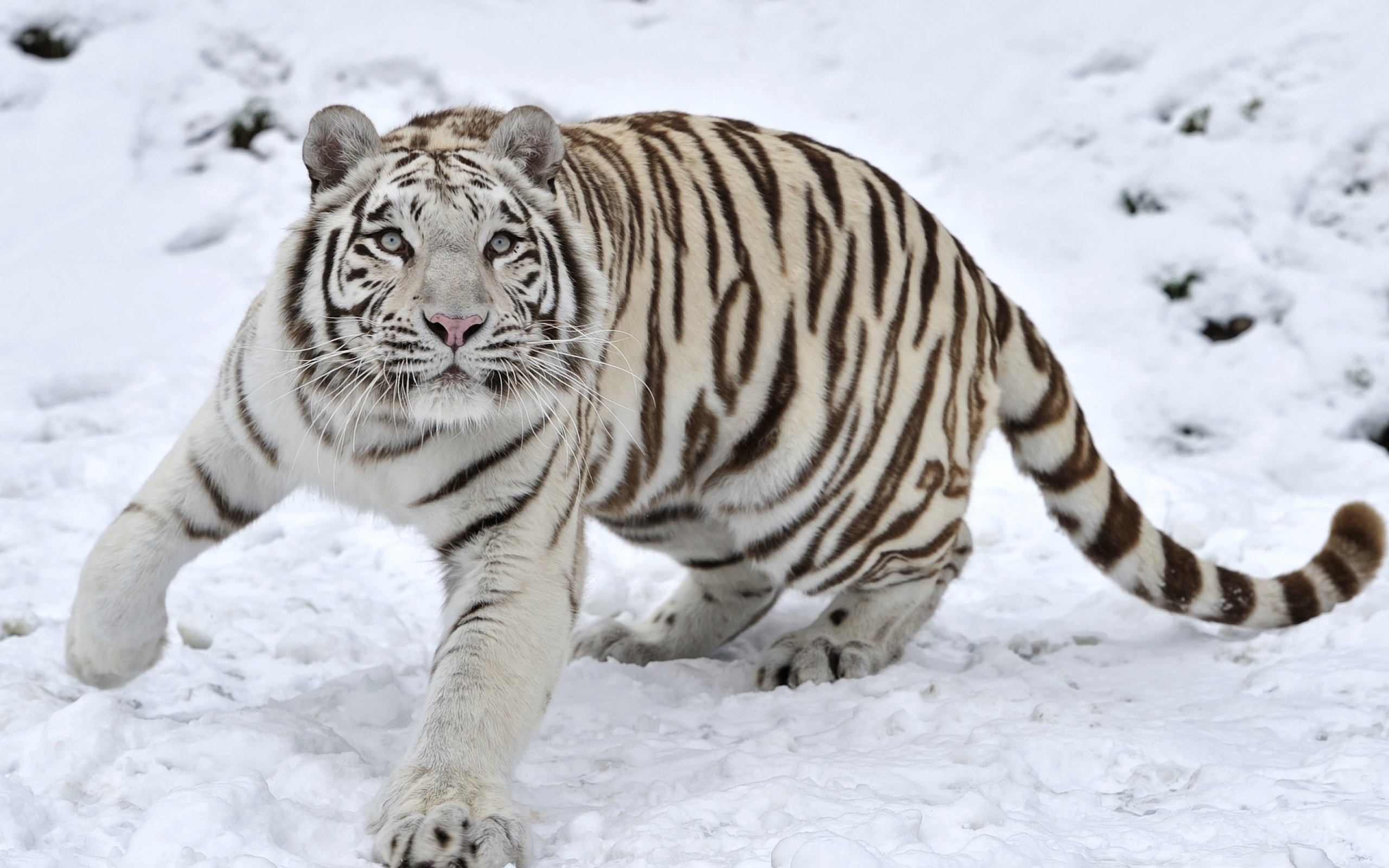 Tiger Albino Snow Winter