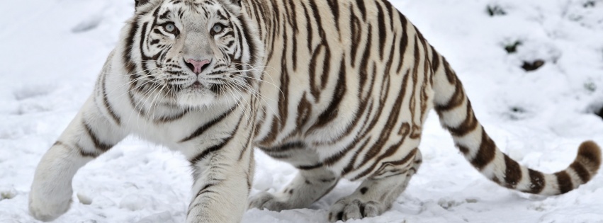 Tiger Albino Snow Winter