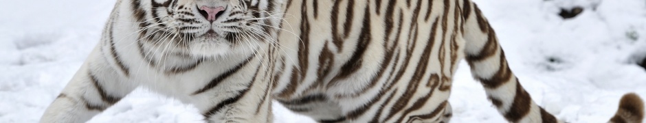 Tiger Albino Snow Winter