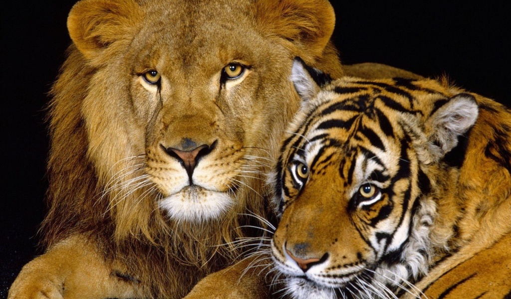 Tiger And Lion1