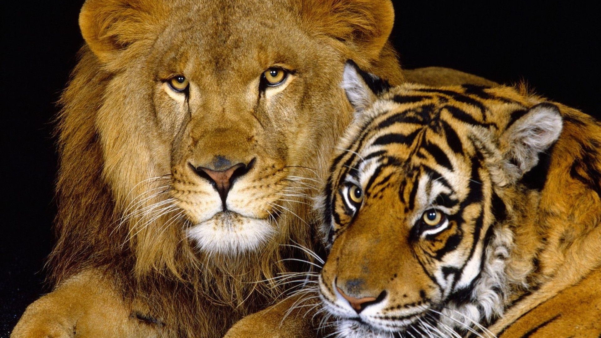 Tiger And Lion1