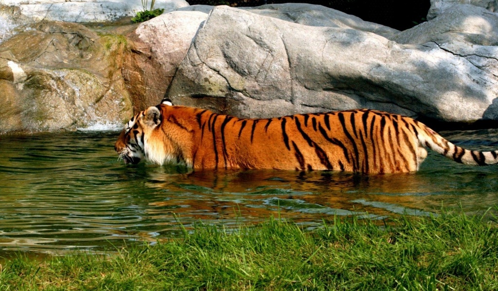 Tiger In Water