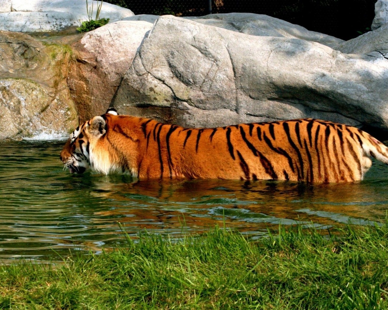 Tiger In Water