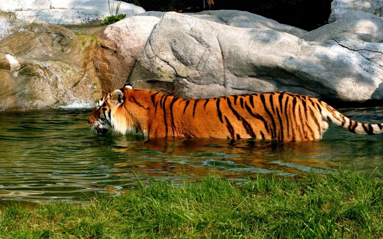 Tiger In Water