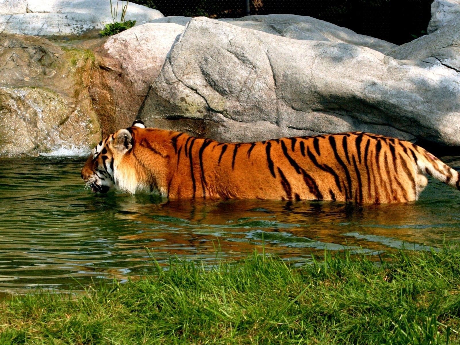 Tiger In Water