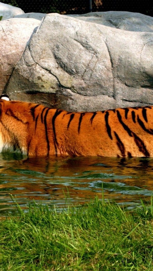 Tiger In Water