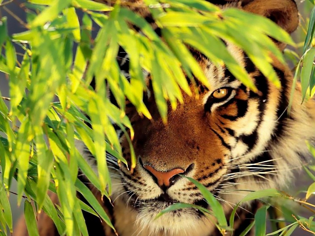 Tiger Nature Animals