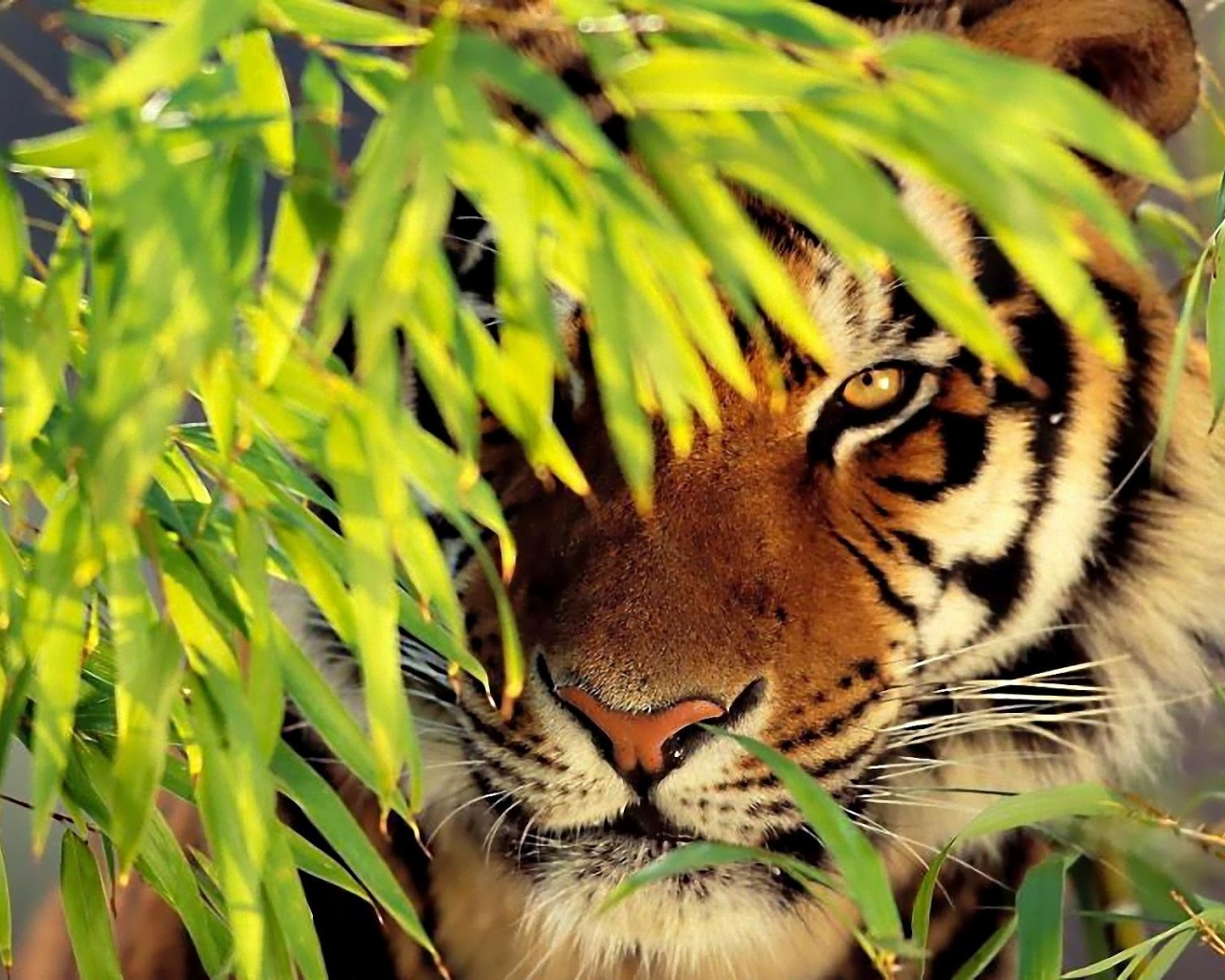 Tiger Nature Animals