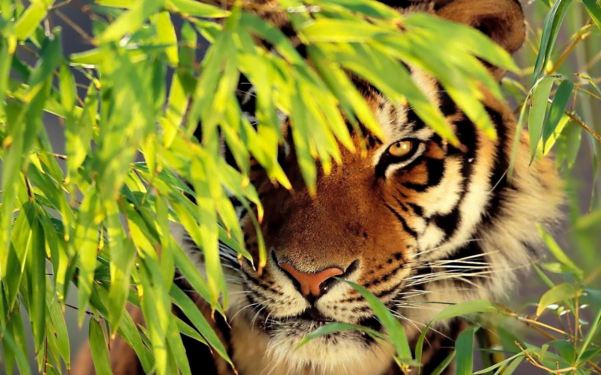 Tiger Nature Animals