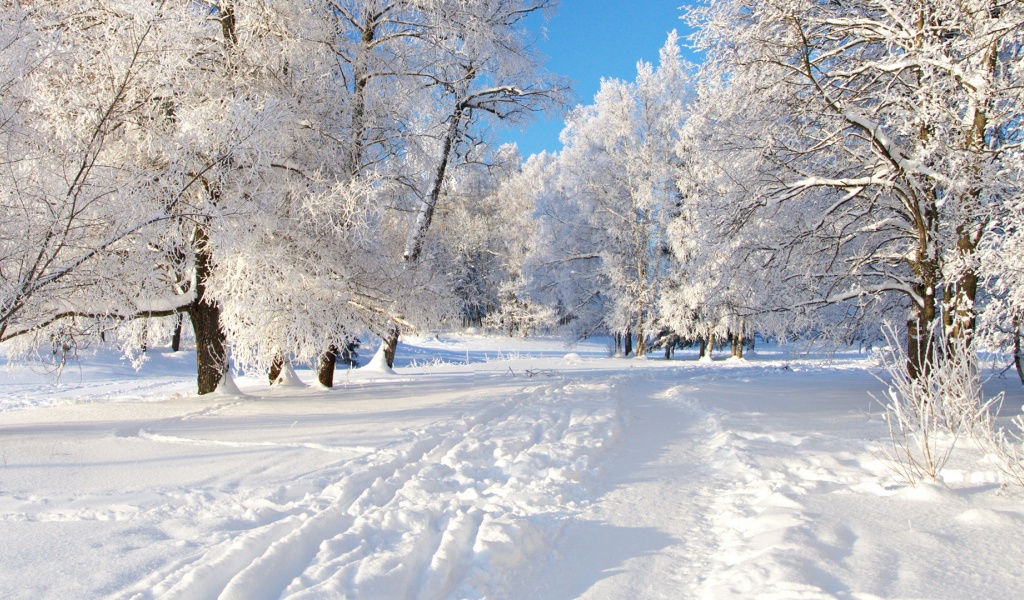 Track Snow Trees Hoar Frost