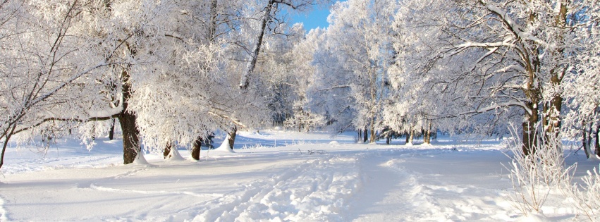 Track Snow Trees Hoar Frost