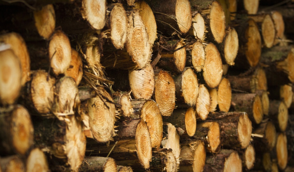 Tree Harvest