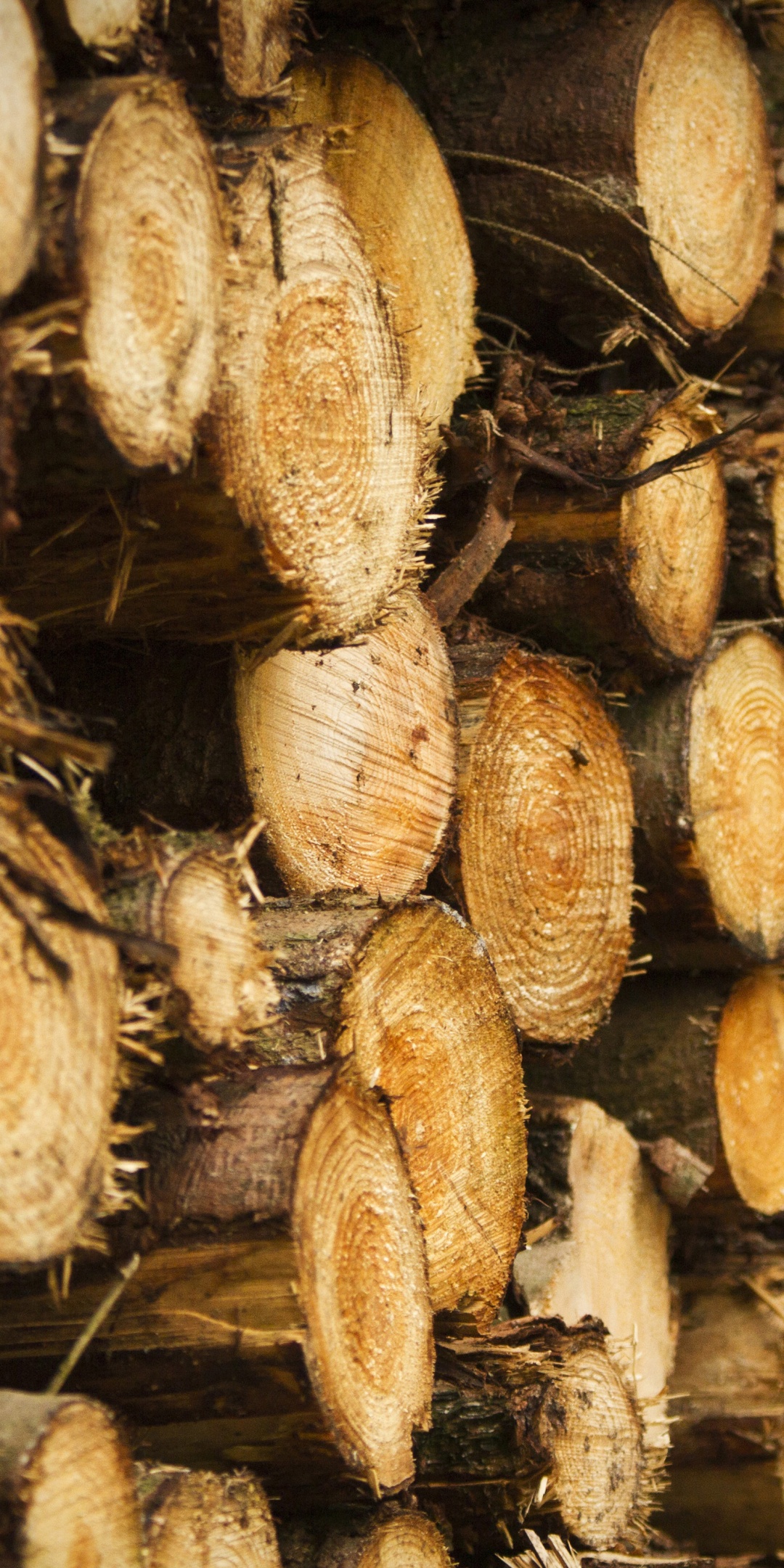 Tree Harvest