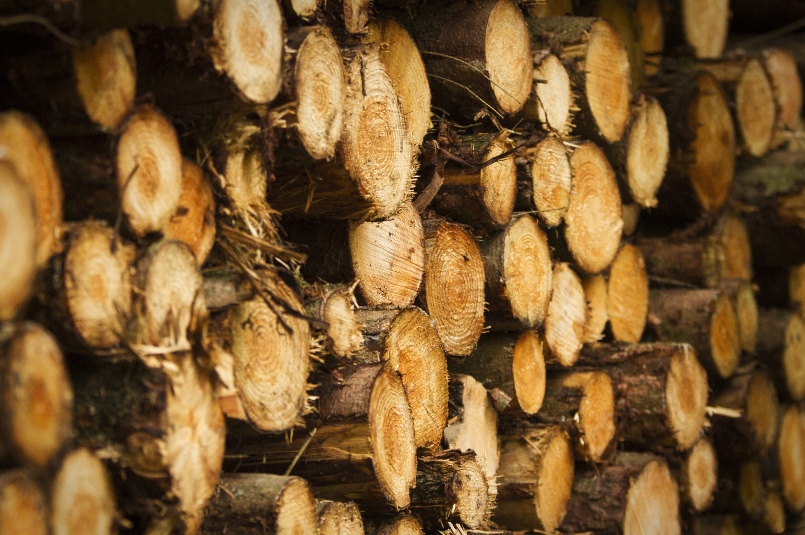 Tree Harvest