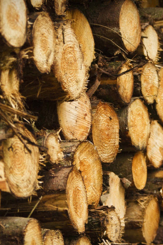 Tree Harvest