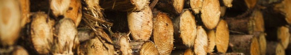 Tree Harvest