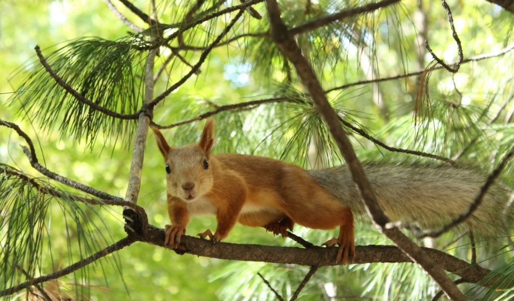 Tree Squirrel