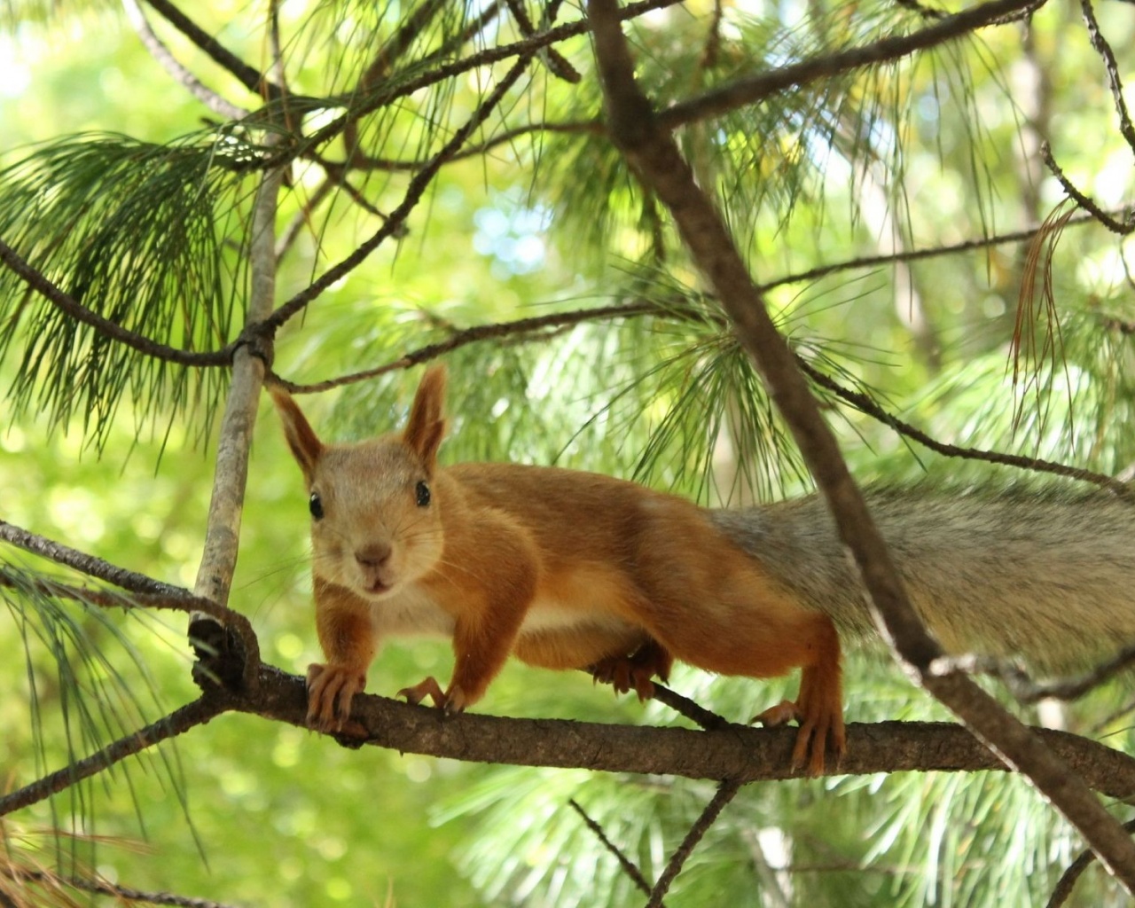 Tree Squirrel