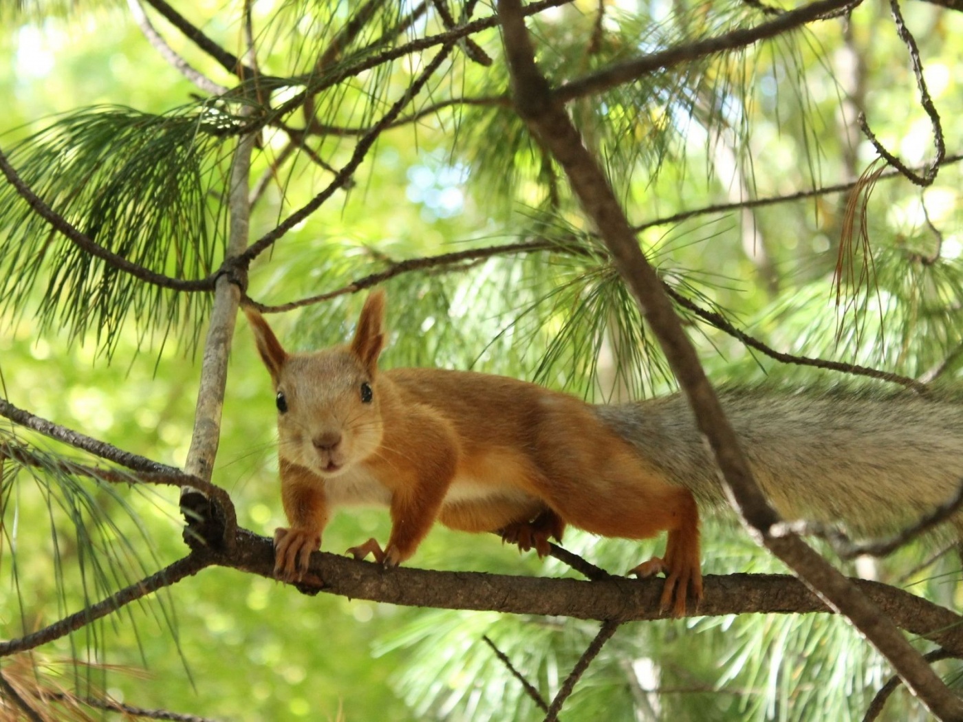 Tree Squirrel