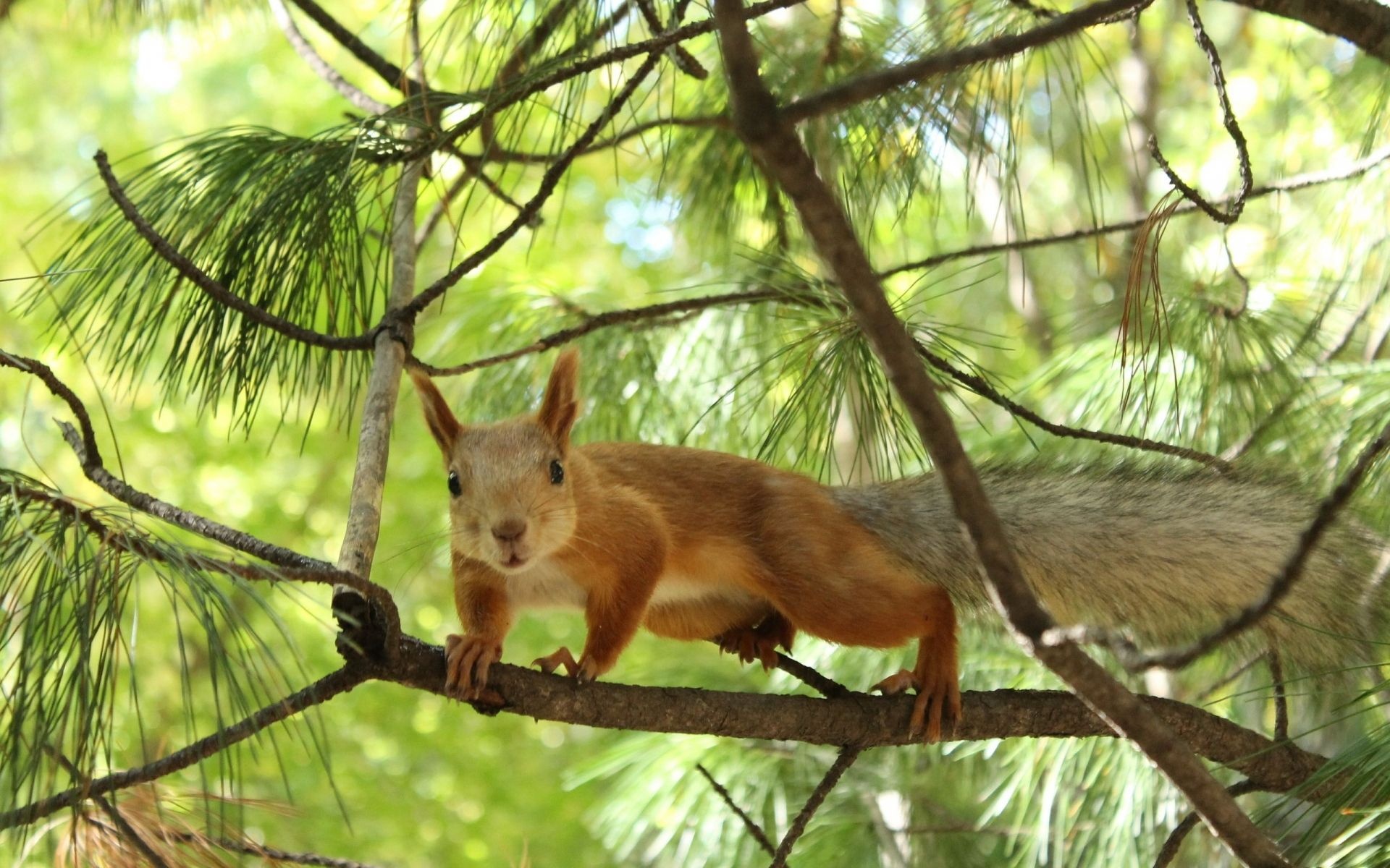 Tree Squirrel