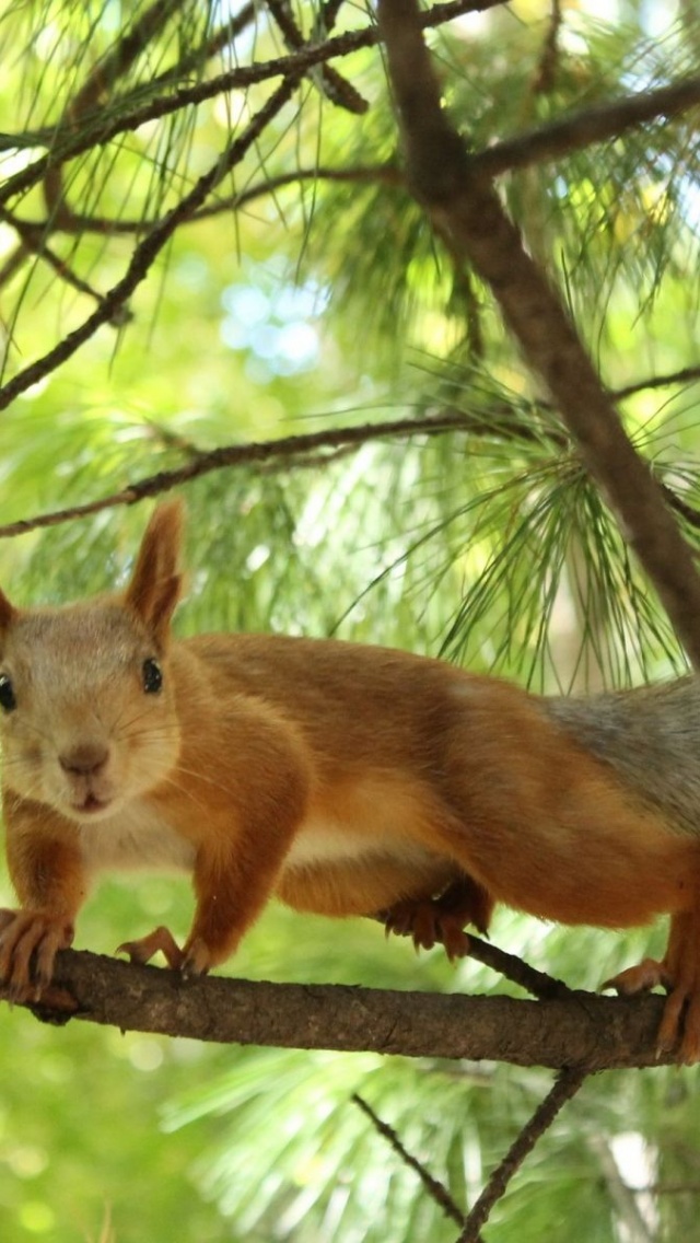 Tree Squirrel