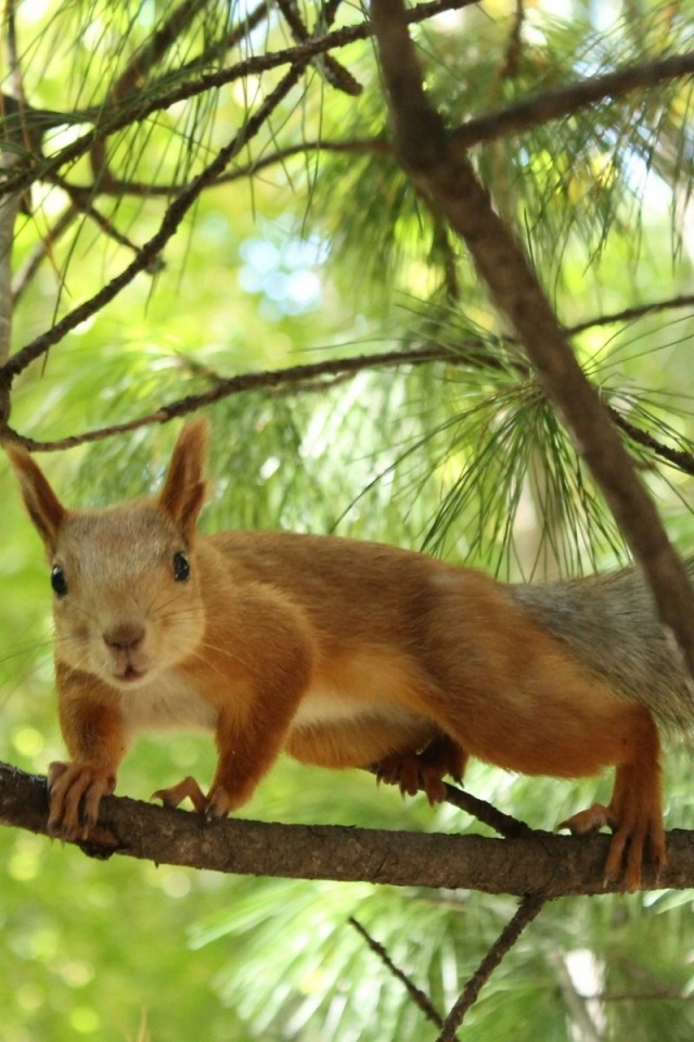 Tree Squirrel