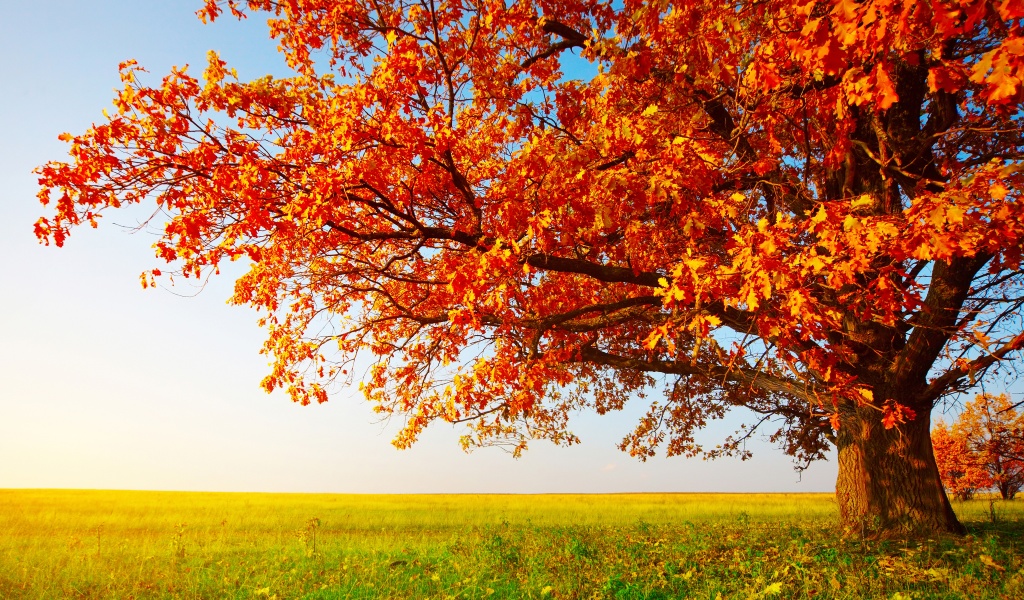 Tree With Leaves In Autumn Colors