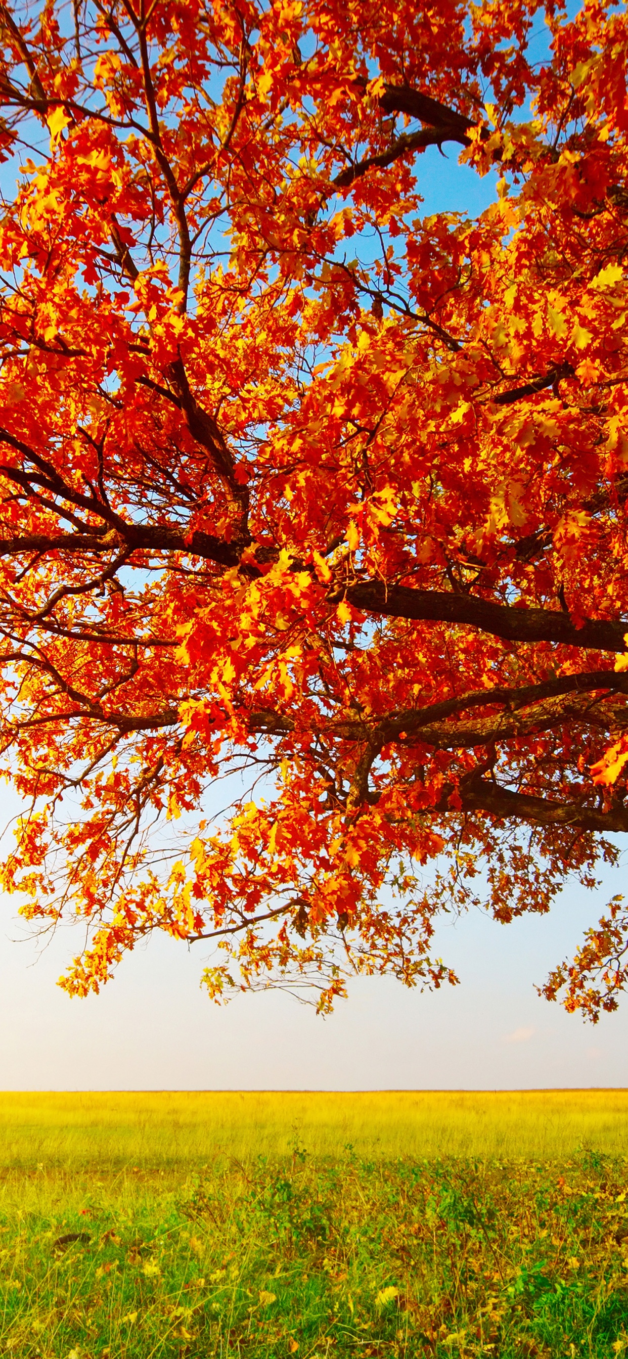 Tree With Leaves In Autumn Colors