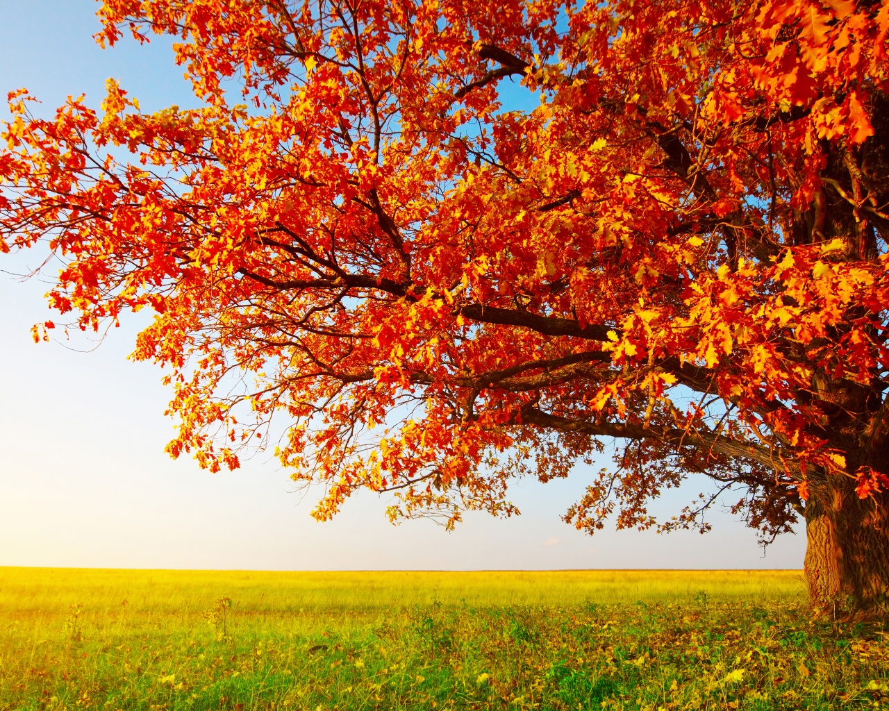 Tree With Leaves In Autumn Colors