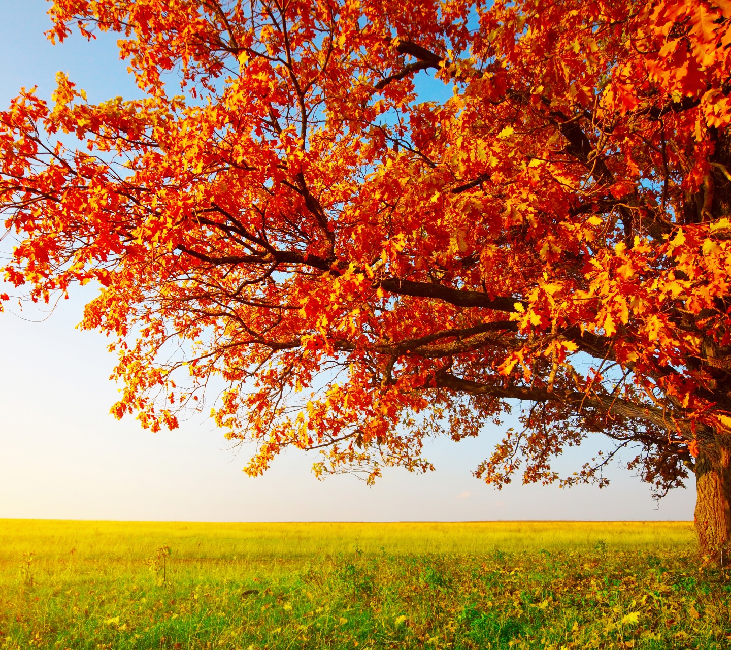 Tree With Leaves In Autumn Colors