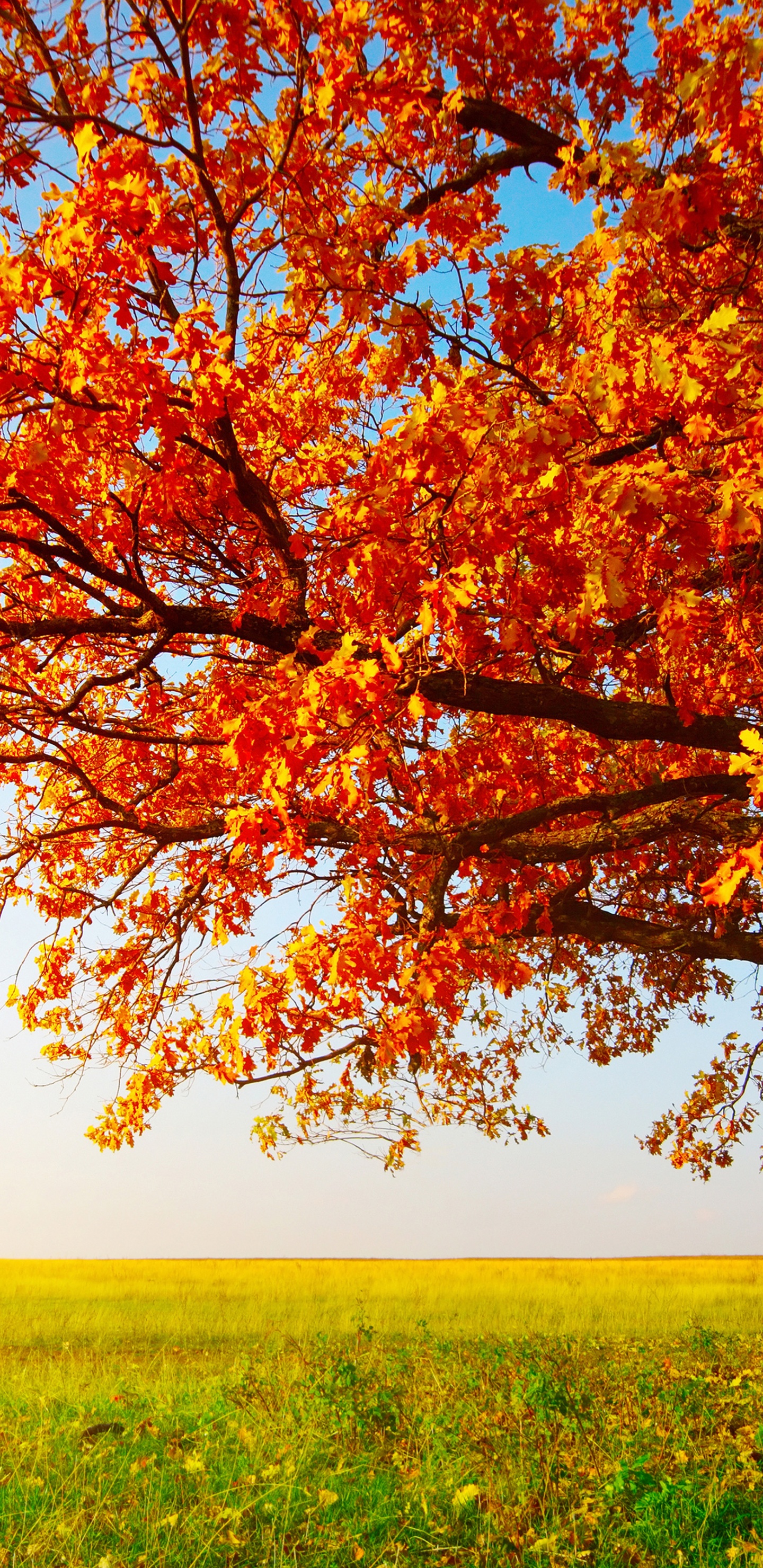 Tree With Leaves In Autumn Colors