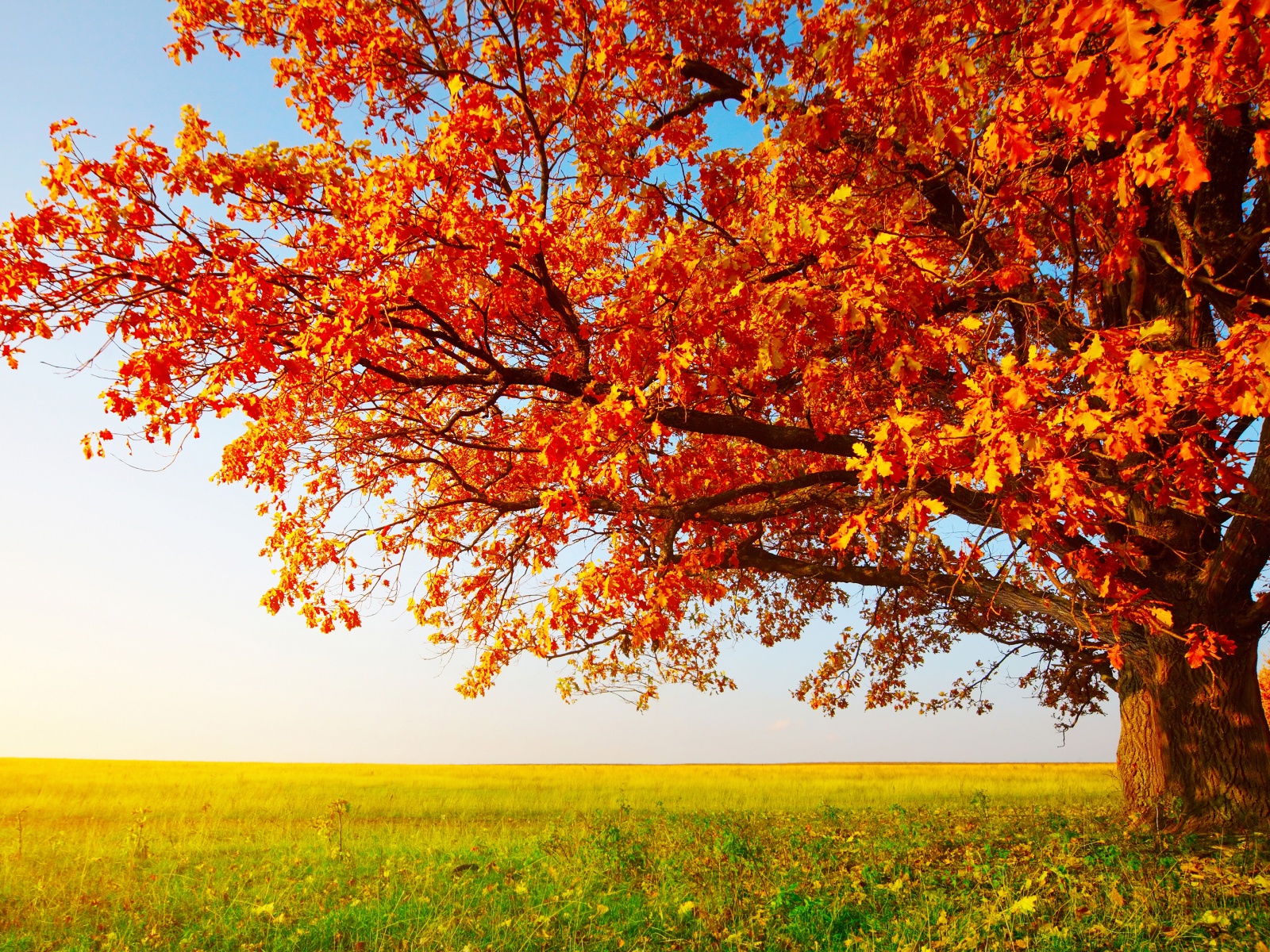 Tree With Leaves In Autumn Colors