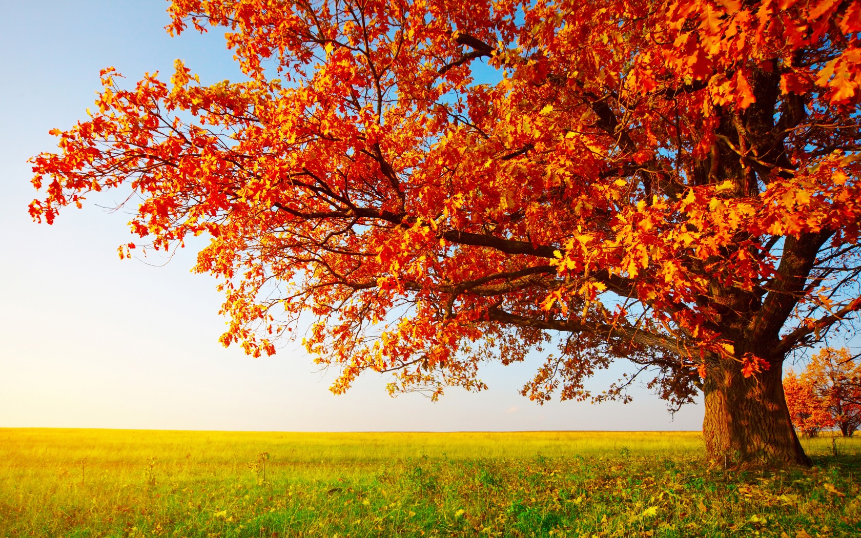 Tree With Leaves In Autumn Colors