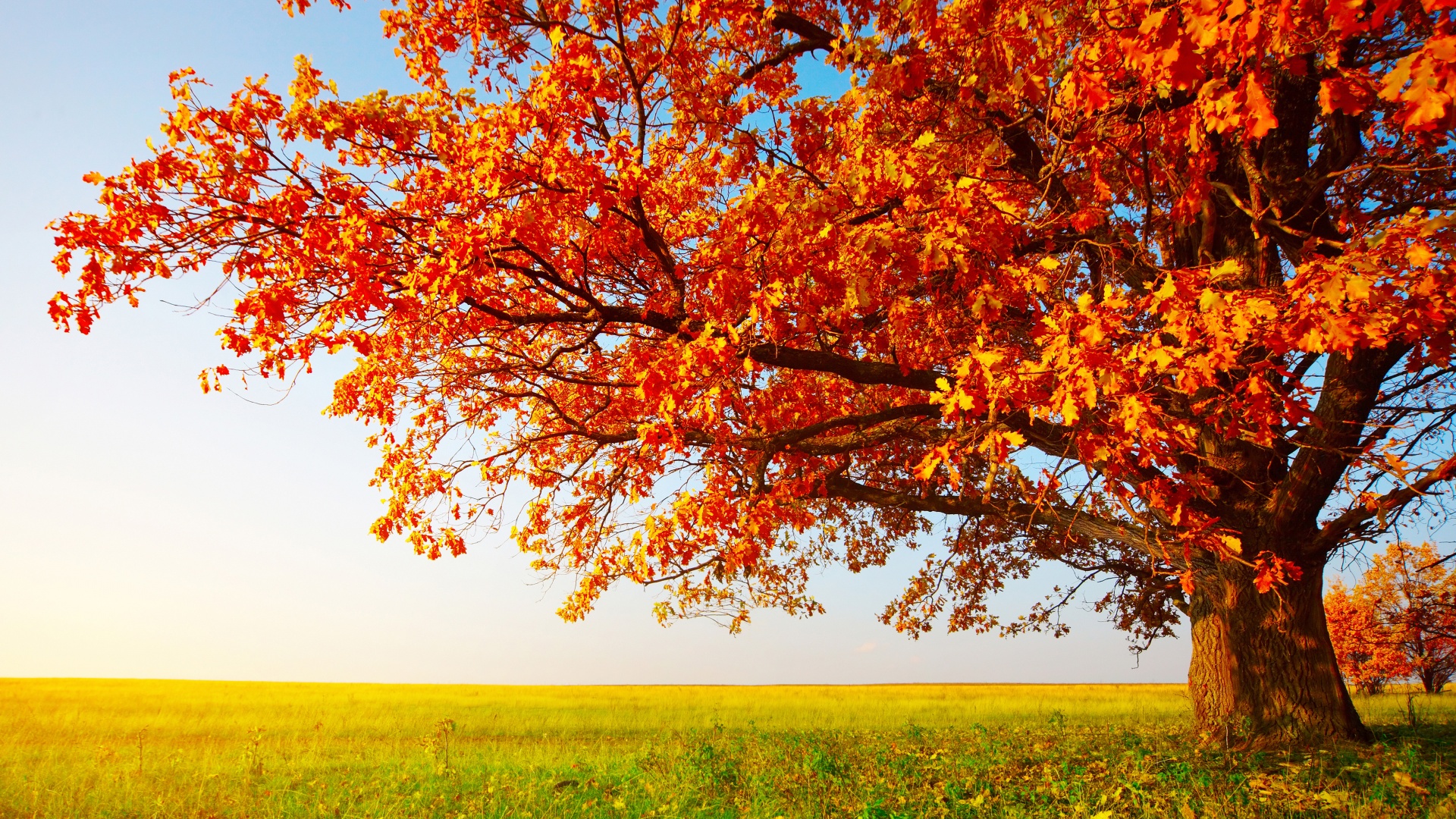 Tree With Leaves In Autumn Colors