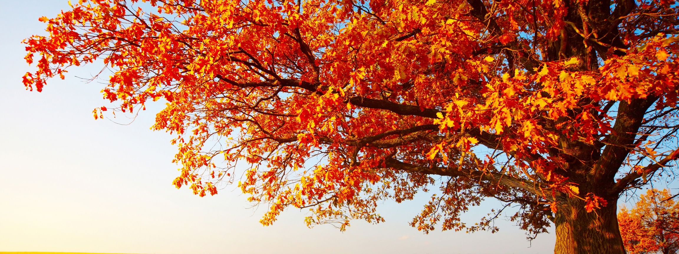 Tree With Leaves In Autumn Colors