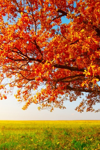 Tree With Leaves In Autumn Colors